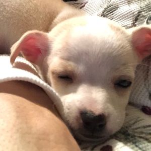 Meet your Posher, Loren